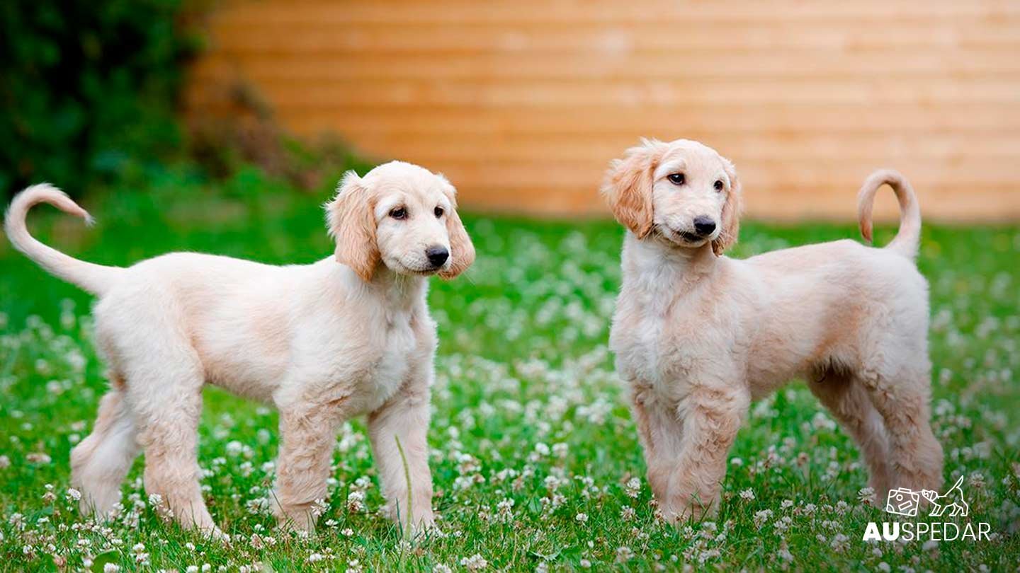Cão da raça Afghan Hound