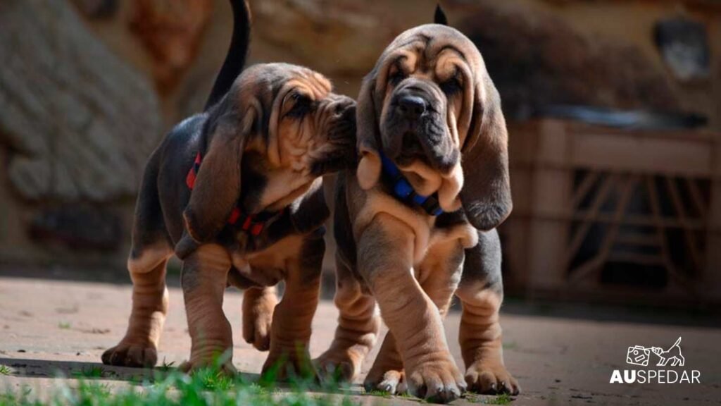 Foto de cão da raça Bloodhound 