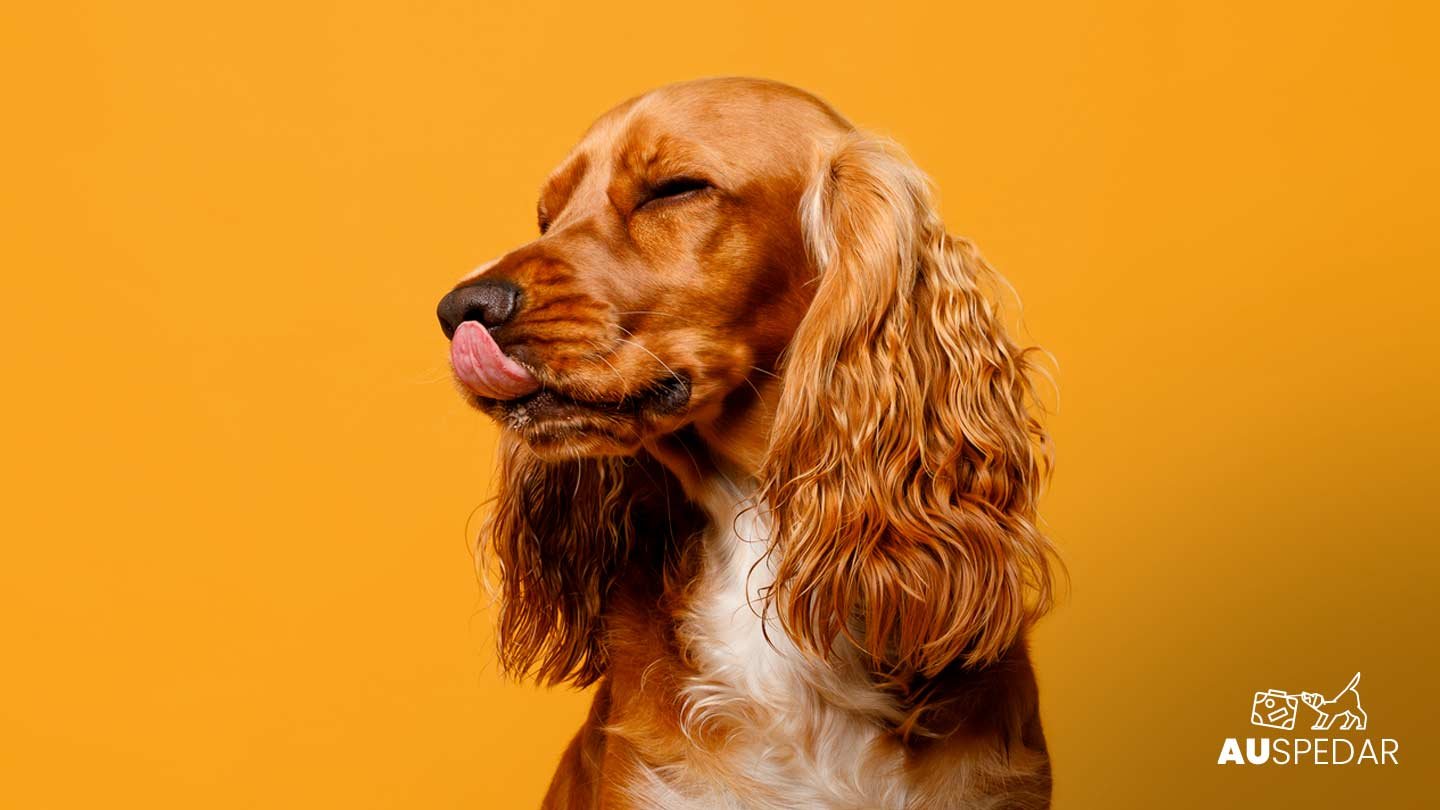 Foto de cão da raça Cocker Spainel