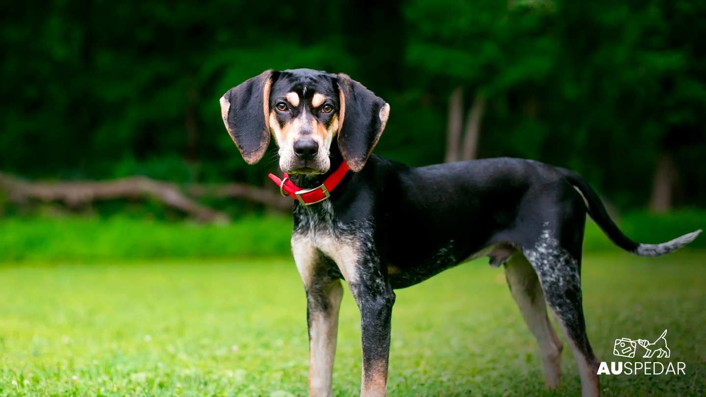 Cão da raça Coonhound