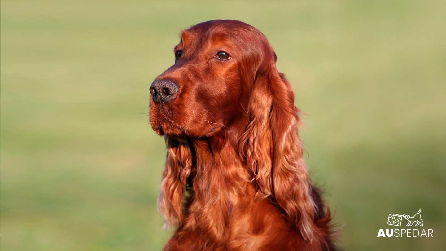 Cão da raça Irish Setter